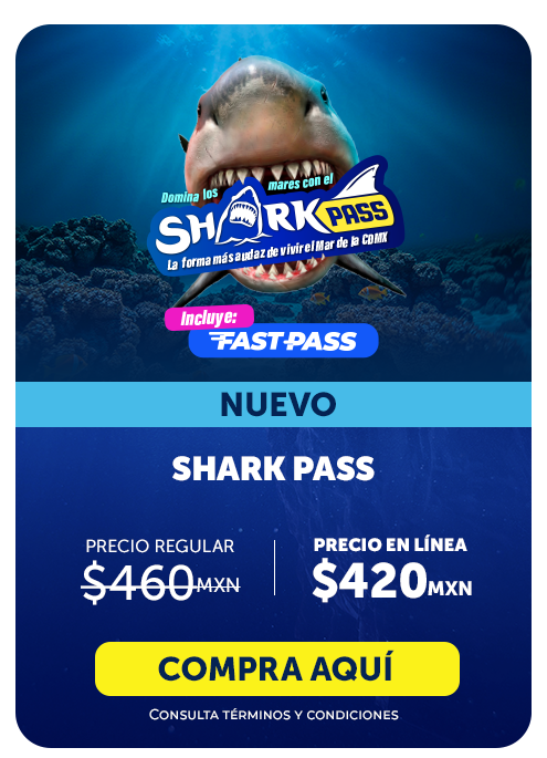 SHARKPASS 6.15.13 p.m